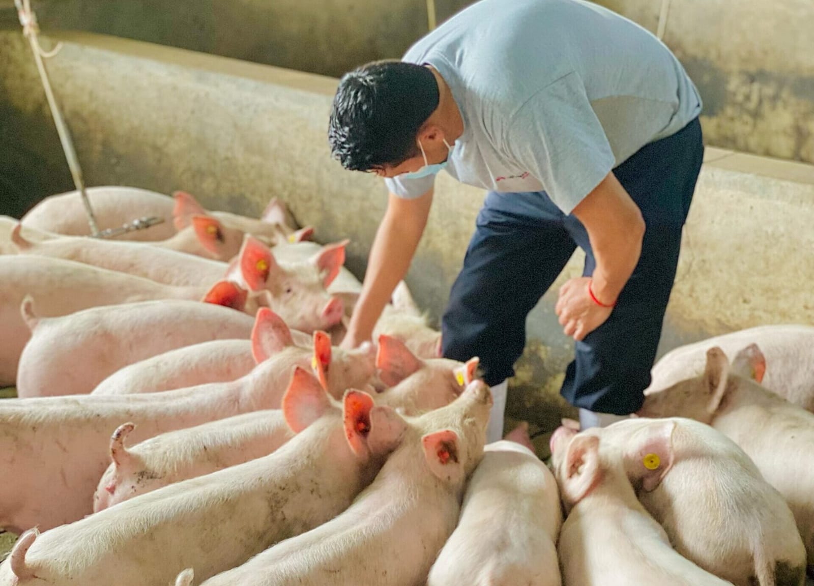 Un técnico con mascarilla revisa un lote de cerdos de engorde en la nave