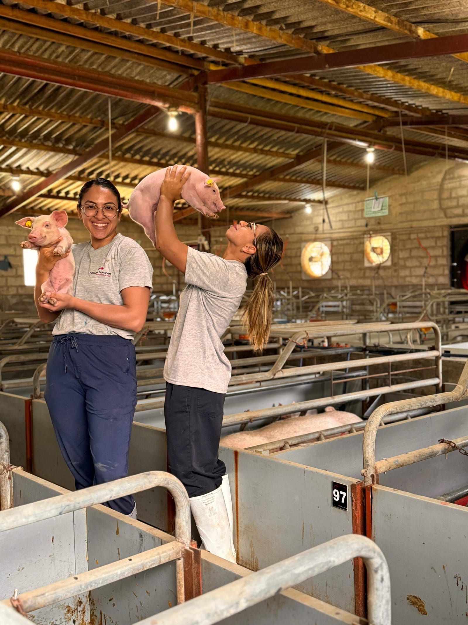 Dos trabajadoras sostienen lechones en la maternidad del núcleo de Borja