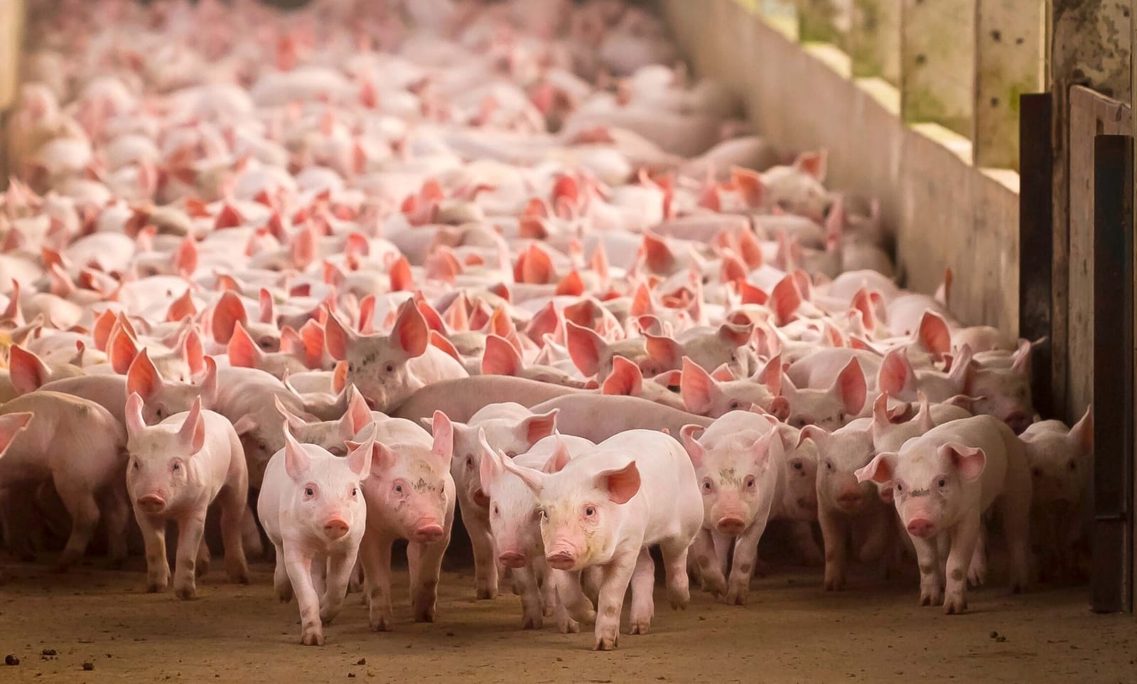 Rastreabilidade, bem-estar e sustentabilidade: os pilares que dão sentido ao Market d'Lago