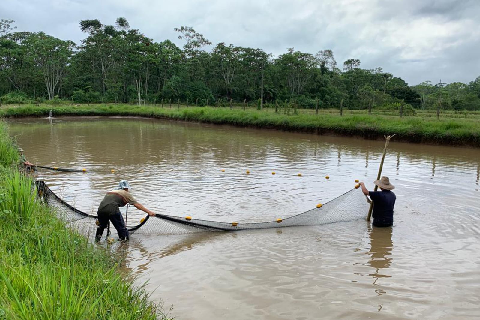 Dos trabajadores con sombrero tienden una red de flotadores amarillos en una piscina de crianza rodeada de selva
